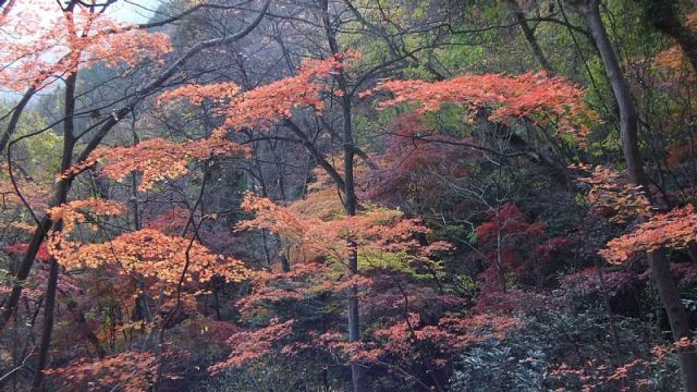 JPG 800x450 116.0kb