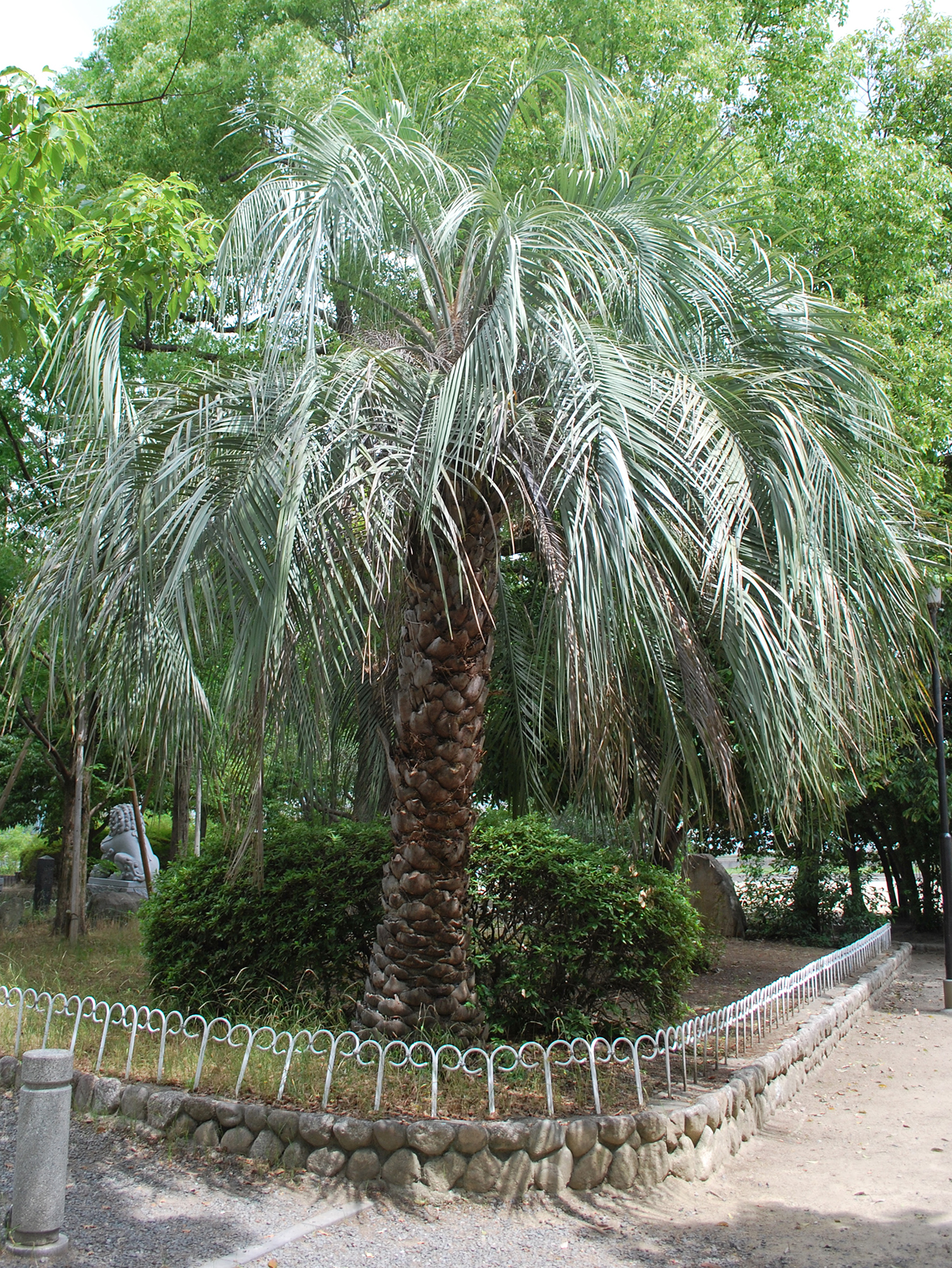  85.jpg