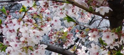 JPG 1105x495 268.4kb