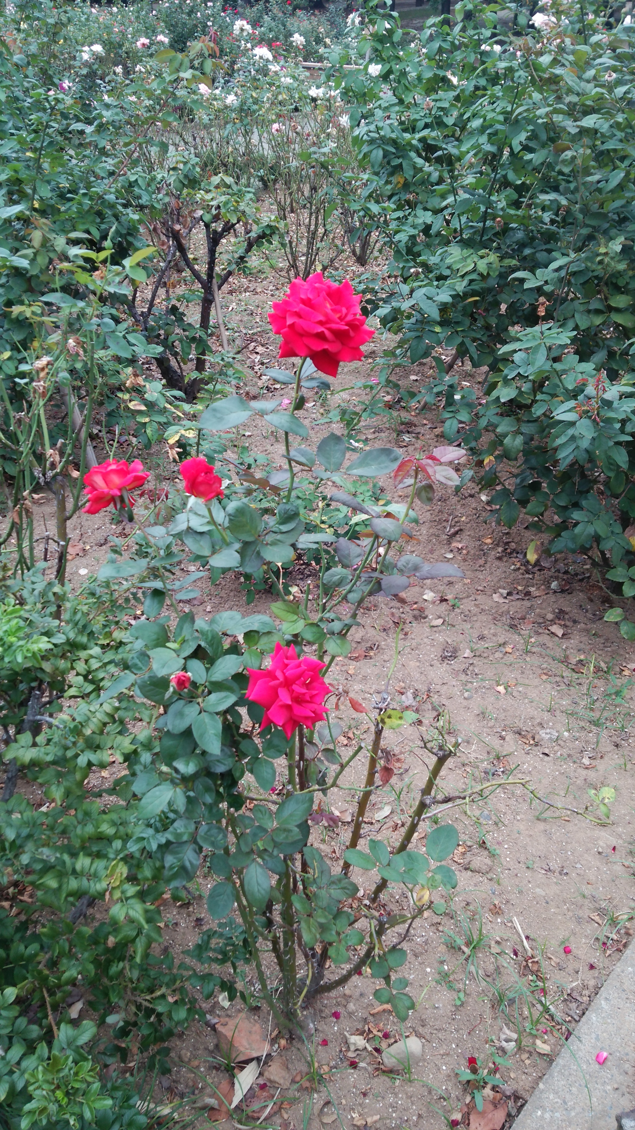  926.jpg