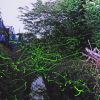 JPG 600x399 382.6kb
