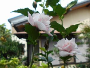JPG 640x479 64.2kb