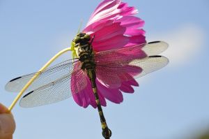 JPG 400x265 41.8kb