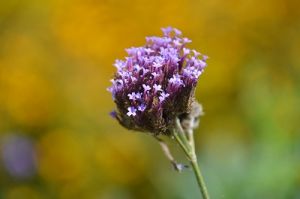 JPG 400x265 37.6kb
