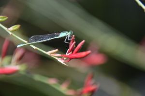 JPG 400x265 37.3kb