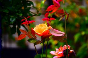 JPG 627x418 36.6kb