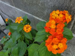 JPG 640x480 419.0kb