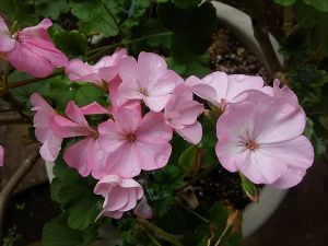 JPG 640x479 48.4kb