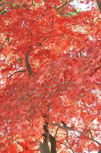 JPG 265x400 47.7kb