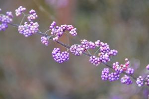 JPG 400x265 44.7kb