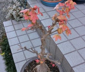 JPG 465x395 93.9kb