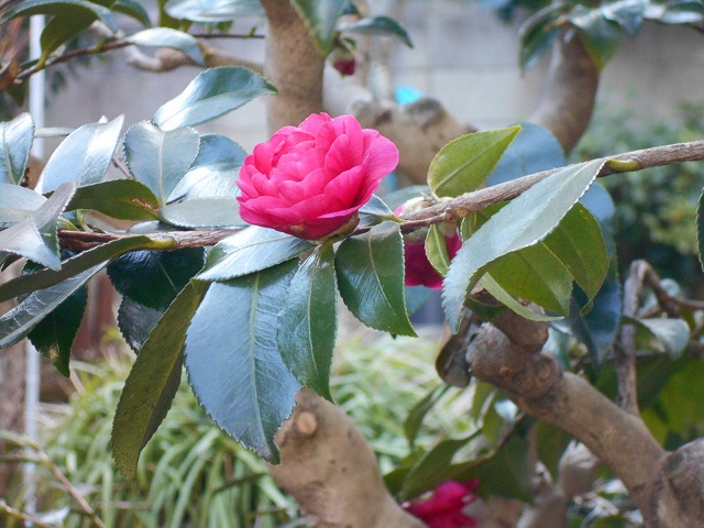  8823.jpg