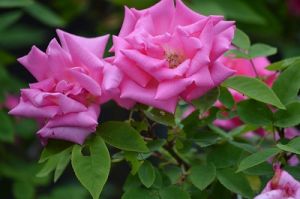 JPG 400x265 47.2kb
