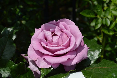  8910.jpg