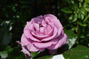 JPG 400x265 46.1kb