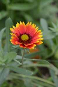 JPG 265x400 45.7kb