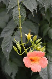 JPG 265x400 47.1kb