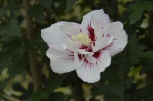 JPG 400x265 47.6kb