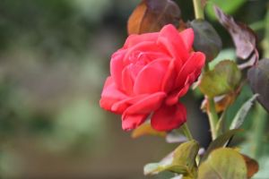 JPG 627x418 26.4kb
