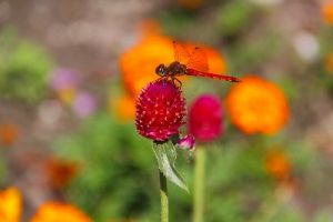 JPG 400x266 42.9kb