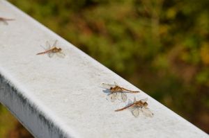 JPG 400x265 46.8kb