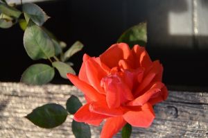 JPG 400x265 43.2kb