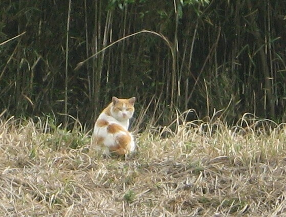  1.jpg
