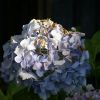 JPG 600x400 32.7kb
