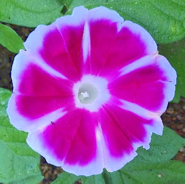  11967.jpg