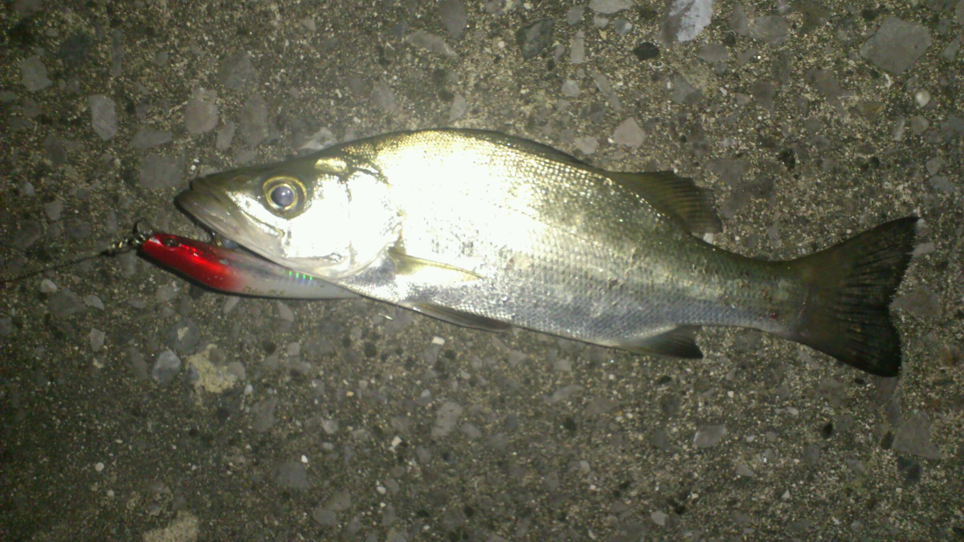  164.jpg