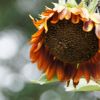 JPG 700x465 311.4kb