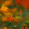 JPG 700x439 258.1kb