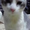 JPG 240x427 12.1kb