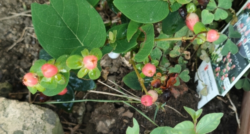 JPG 500x268 131.1kb