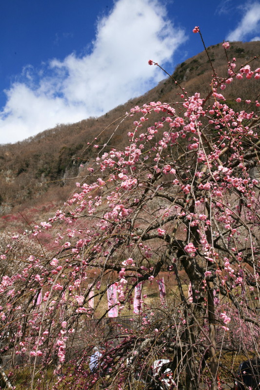 JPG 533x800 225.3kb