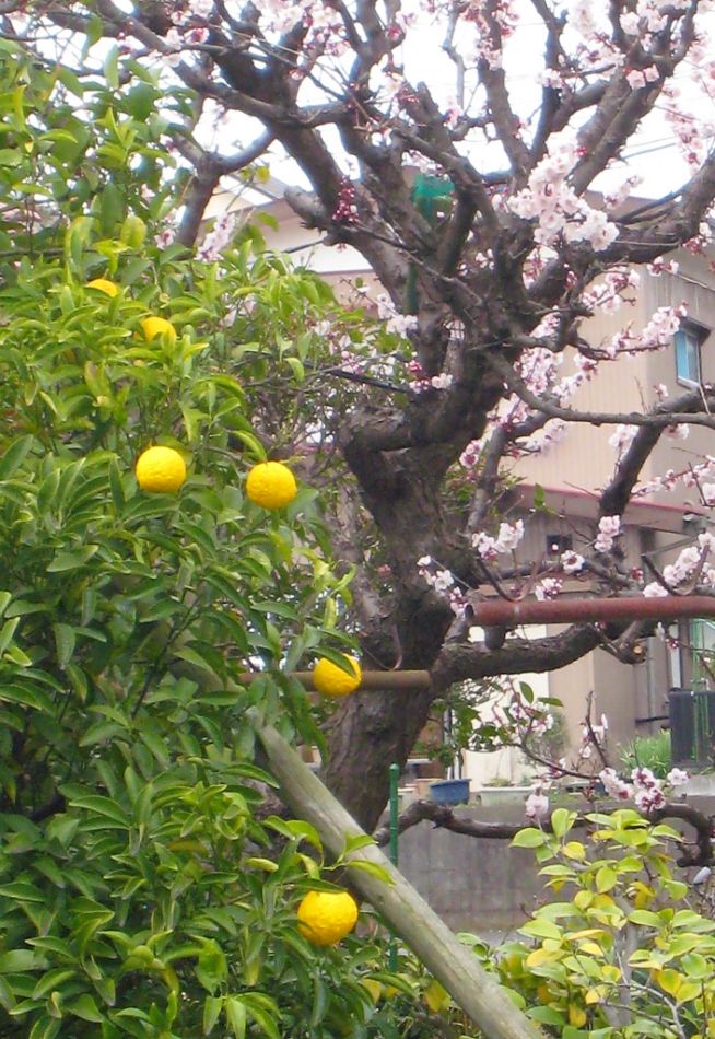 JPG 705x1024 345.7kb