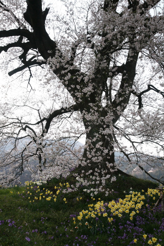 JPG 533x800 239.0kb