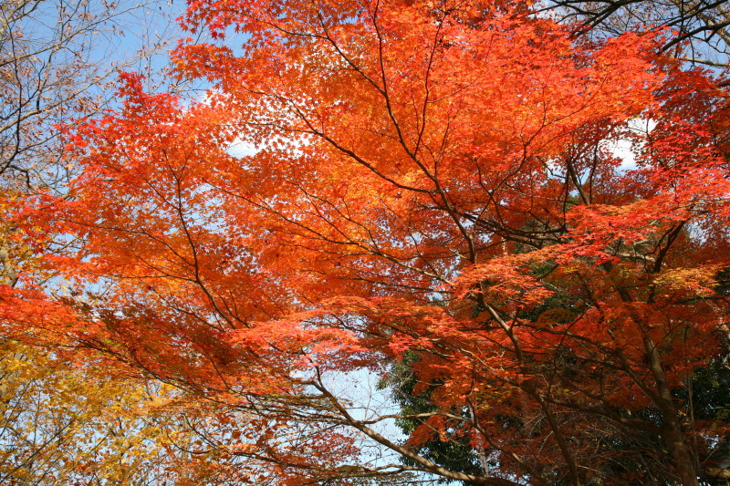 JPG 800x533 331.5kb