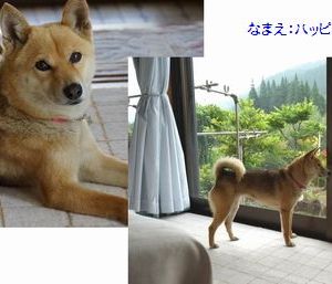 JPG 550x257 27.1kb