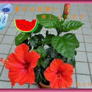 JPG 462x421 43.9kb