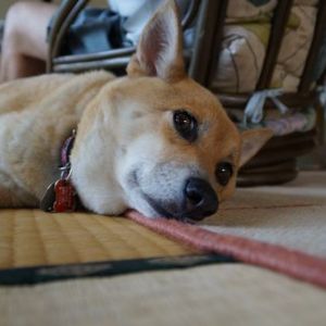 JPG 600x338 74.2kb