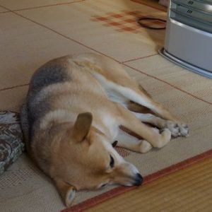 JPG 600x338 80.4kb