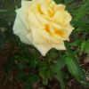 JPG 480x640 111.4kb
