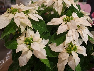 JPG 320x240 36.1kb