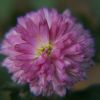 JPG 448x299 55.4kb