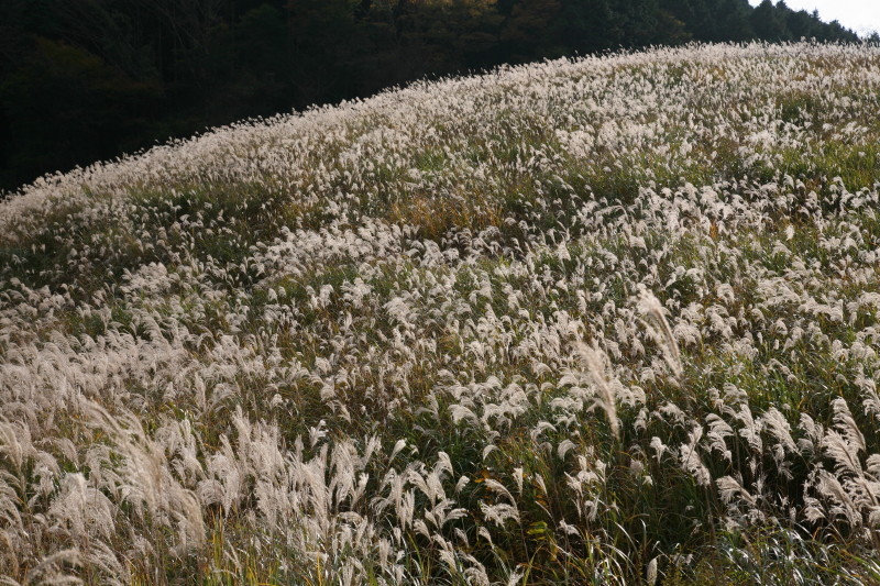 JPG 800x533 238.3kb