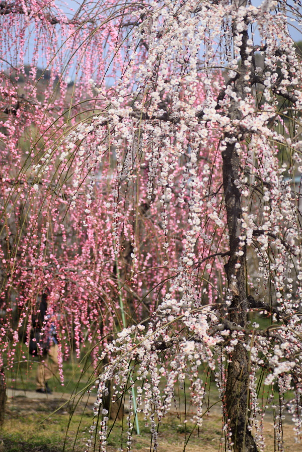 JPG 600x899 440.8kb