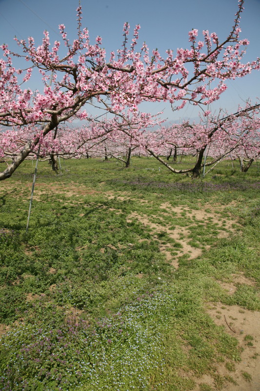 JPG 533x800 242.1kb
