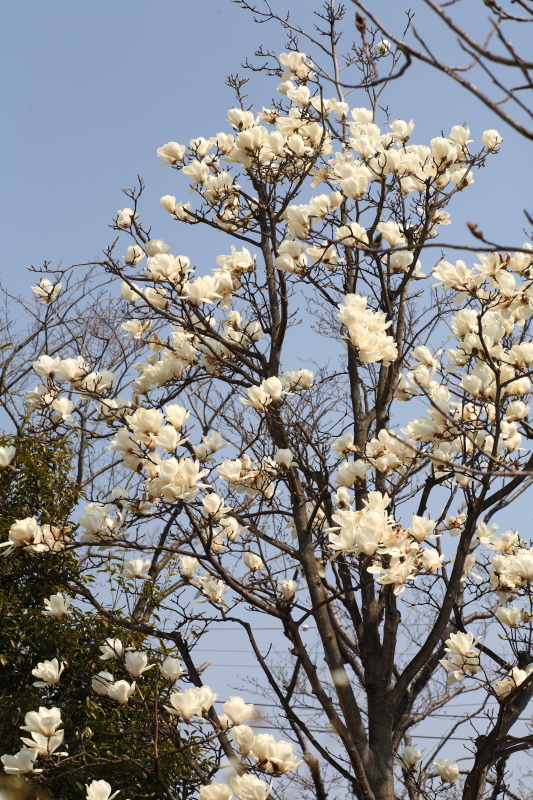 JPG 533x800 455.2kb