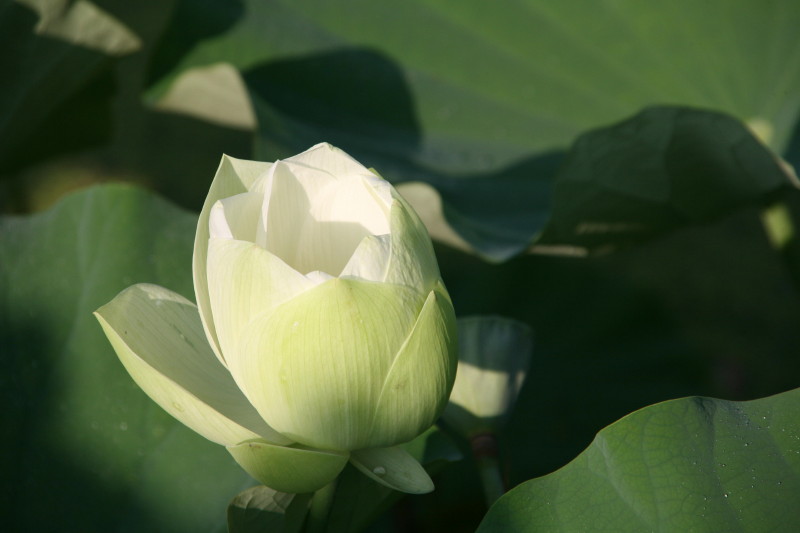 JPG 800x533 64.6kb